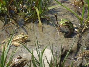 11215781_10155713201945401_1065337166803330093_n